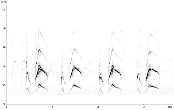 Sonogram of Song Thrush song