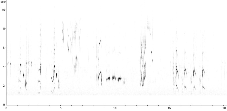 Sonogram of Song Thrush song