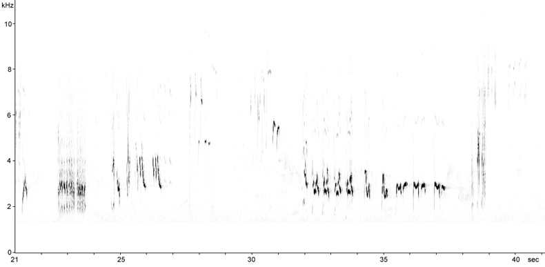 Sonogram of Song Thrush song