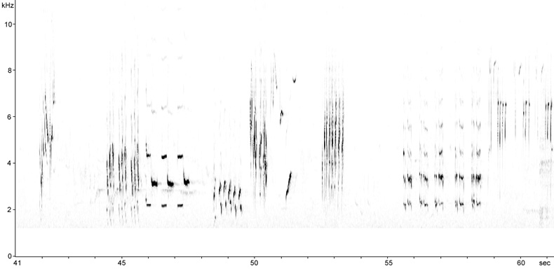 Sonogram of Song Thrush song
