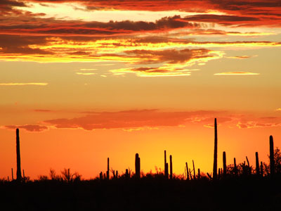 Sonoran Desert � 2006, Fraser Simpson