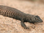 Sonoran Desert Whiptail