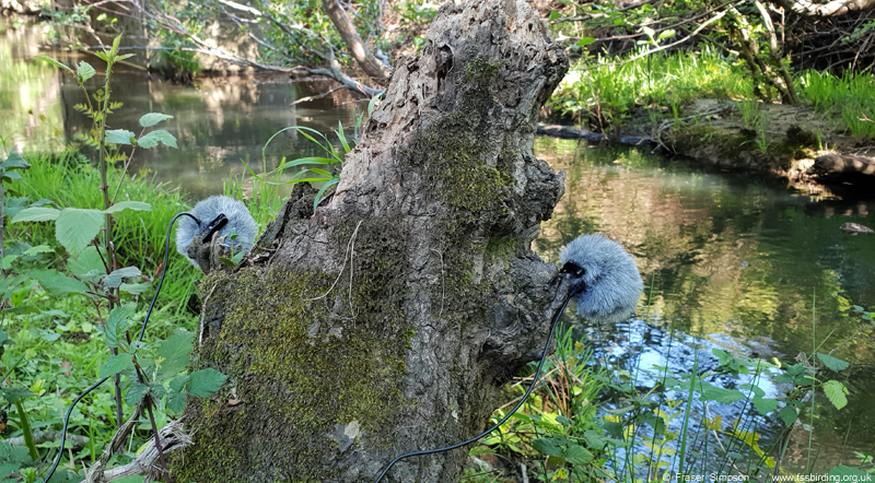 Sound recording with Clippy Stereo EM172 microphone, Arroyo del Tiradero,  Valle de Ojn  Fraser Simpson