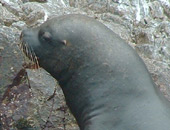 South American Sea Lion