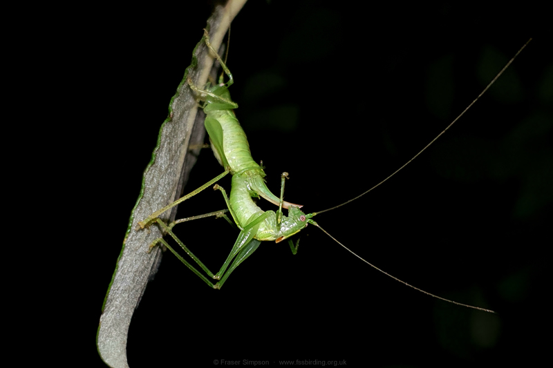 Southern Oak Bush-cricket (Meconema meridionale)  Fraser Simpson
