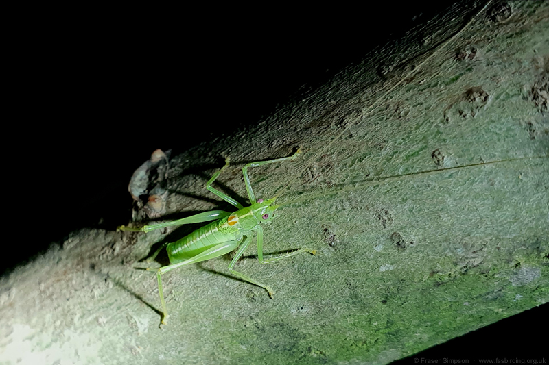 Southern Oak Bush-cricket (Meconema meridionale)  Fraser Simpson