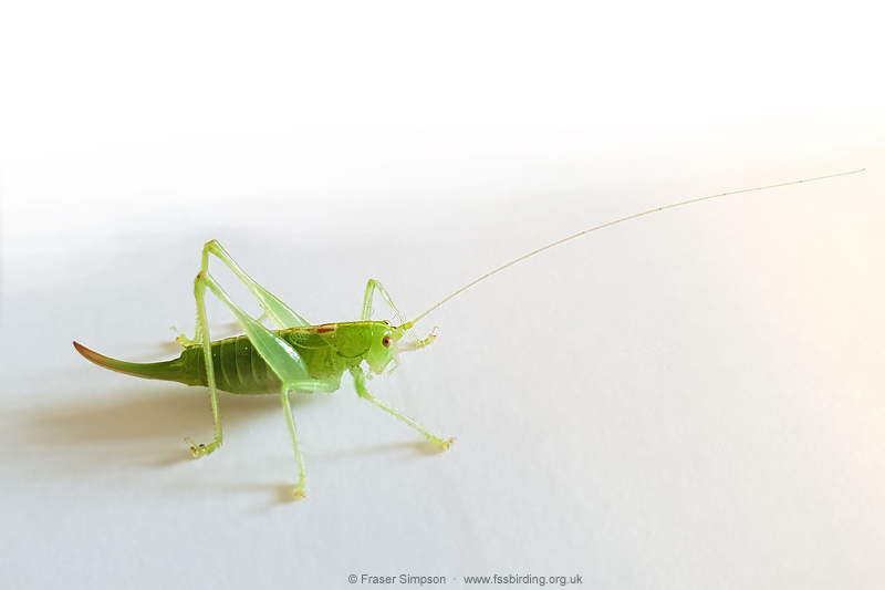 Southern Oak Bush-cricket (Meconema meridionale)  Fraser Simpson