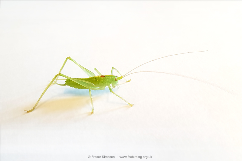 Southern Oak Bush-cricket (Meconema meridionale)  Fraser Simpson