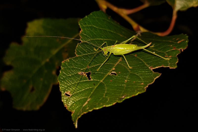 Southern Oak Bush-cricket (Meconema meridionale)  Fraser Simpson