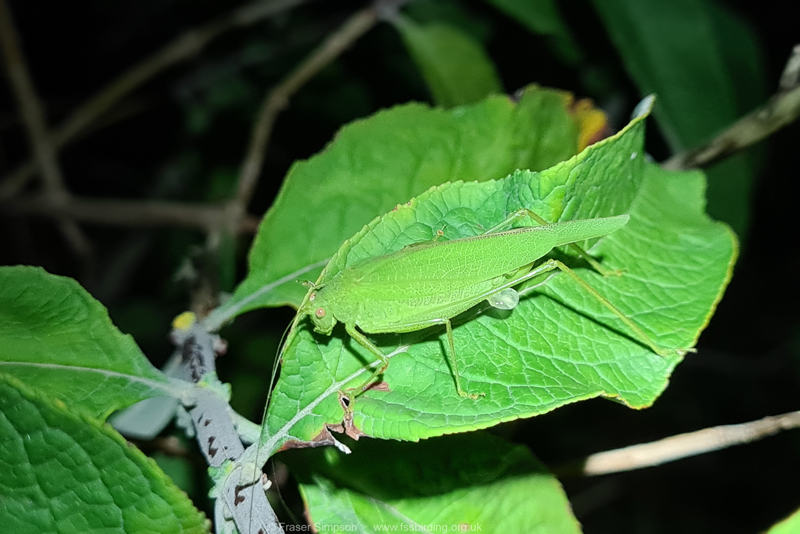 Southern Sickle-bearing Bush-cricket (Phaneroptera nana) - female  Fraser Simpson