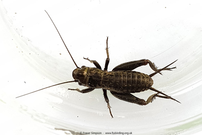 Spade-cricket sp. (Sciobia sp.) © Fraser Simpson