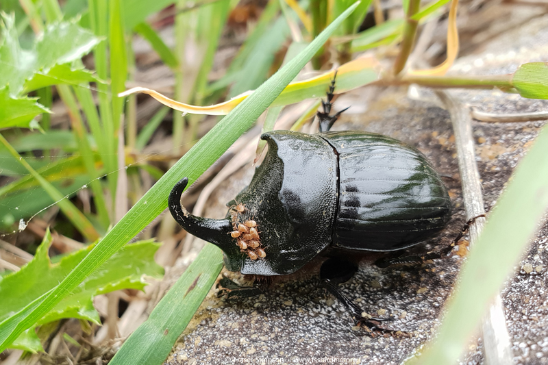 Spanish Dung Beetle (Copris hispanus), Valle de Ojn, Parque Natural de los Alcornocales, Spain  Fraser Simpson