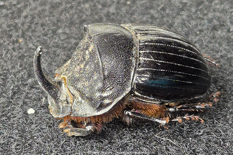 Spanish Dung Beetle (Copris hispanus), El Almarchal, Andalucia, Spain � Fraser Simpson