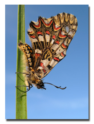 Spanish Festoon