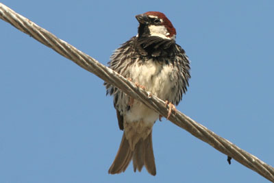 Spanish Sparrow, Lake Kerkini � 2005  F. S. Simpson
