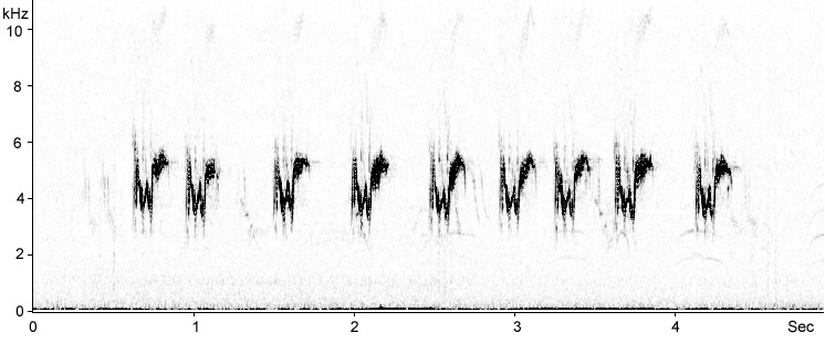 Sonogram of Spanish Sparrow calls