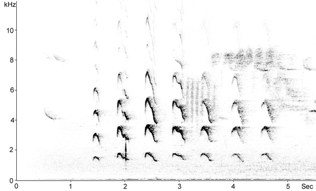 Sonogram of Eurasian Sparrowhawk calls