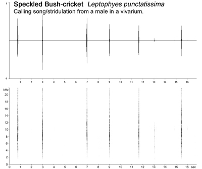 Speckled Bush-cricket (Leptophyes punctatissima)  Fraser Simpson