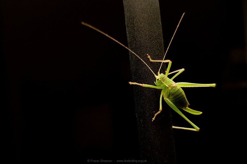 Speckled Bush-cricket (Leptophyes punctatissima)  Fraser Simpson