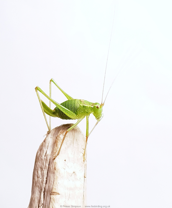 Speckled Bush-cricket (Leptophyes punctatissima)  Fraser Simpson