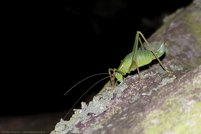 Speckled Bush-cricket (Leptophyes punctatissima)  Fraser Simpson