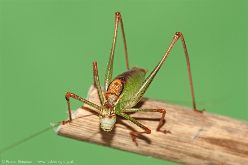 Speckled Bush-cricket (Leptophyes punctatissima)  Fraser Simpson