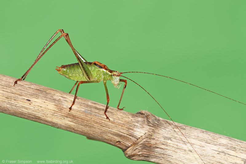 Speckled Bush-cricket (Leptophyes punctatissima)  Fraser Simpson