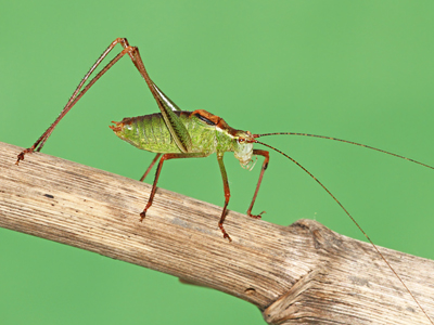 Speckled Bush-cricket (Leptophyes punctatissima) - male  Fraser Simpson