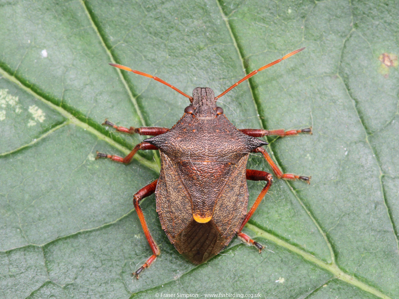 Spiked Shieldbug (Picromerus bidens)  Fraser Simpson