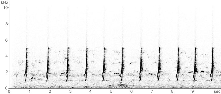 Sonogram of advertising call (territorial song) of male Spotted Crake
