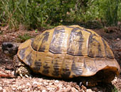 Hermann's Tortoise