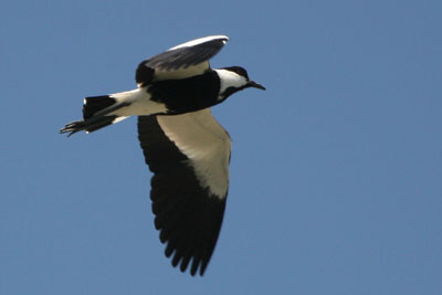 Spur-winged Plover, Nestos Delta � 2005  F. S. Simpson