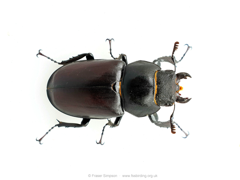 Stag Beetle (Lucanus cervus)  Fraser Simpson