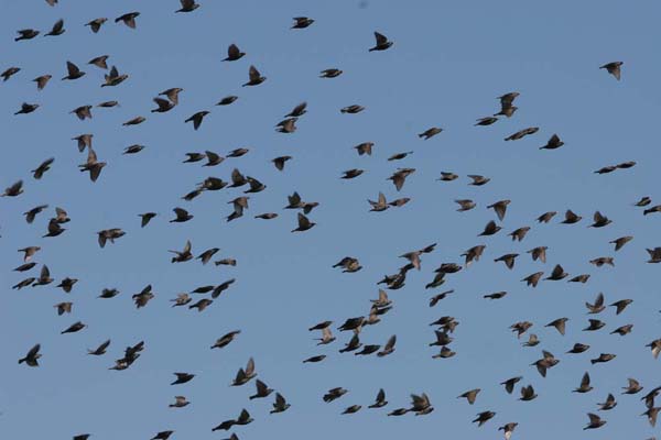 Starlings at Ardeer  2005  F. S. Simpson