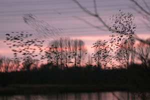 Starling Roost at Seventy Acres Lake Fraser Simpson