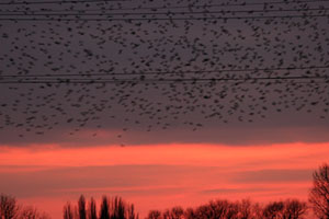 Starling Roost at Seventy Acres Lake Fraser Simpson