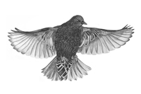 Starling sketch  Fraser Simpson