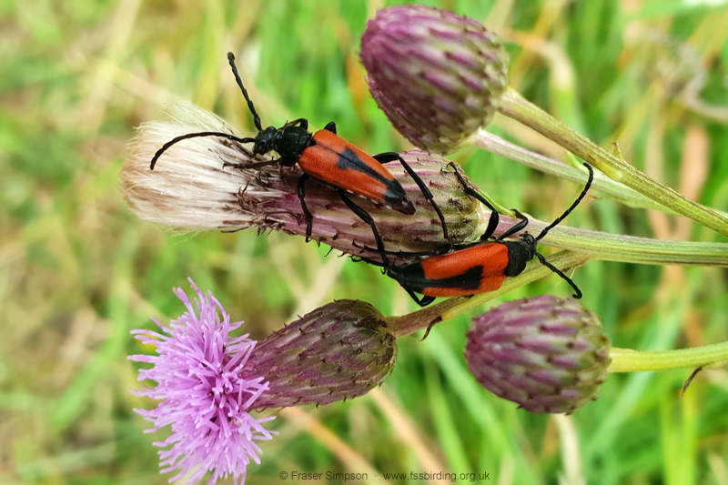 Heart Longhorn Beetle (Stictoleptura cordigera)  Fraser Simpson