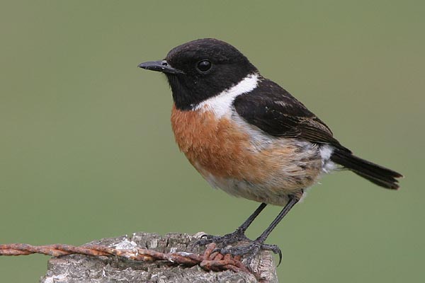 Stonechat, Valle de Ojn  2005  F. S. Simpson