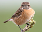 Stonechat