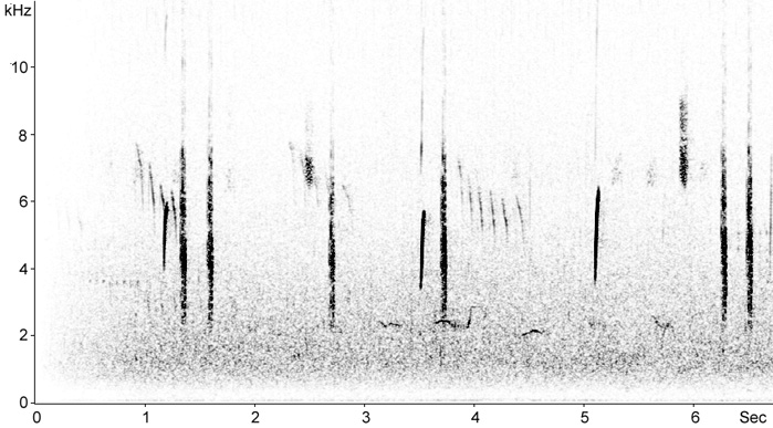 Sonogram of Stonechat calls