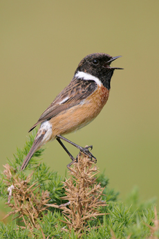 Stonechat  Fraser Simpson