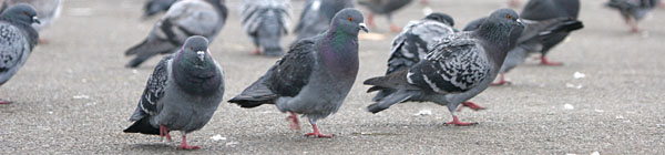 Feral Pigeons, Regent's Park, London 2005 Fraser Simpson