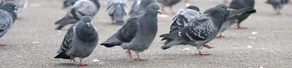 Feral Pigeons, Regent's Park, London ©2005 Fraser Simpson