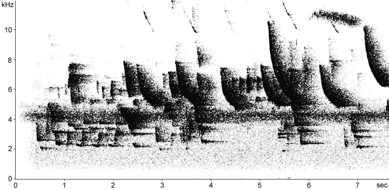 Sonogram of Striated Starling calls