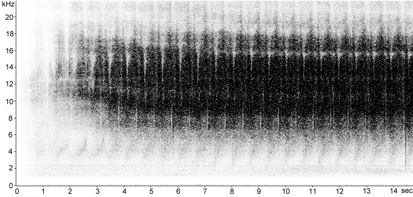 Sonogram of Stripe-winged Grasshopper stridulation