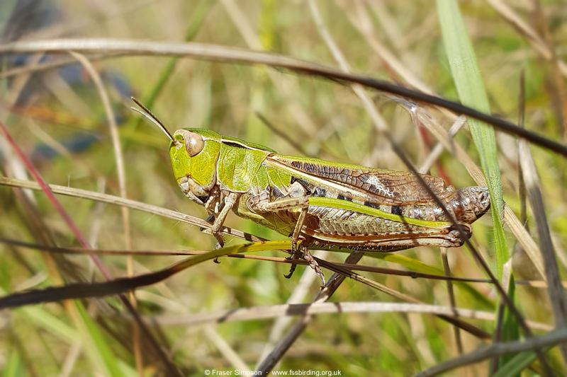 Stripe-winged Grasshopper (Stenobothrus lineatus)  Fraser Simpson