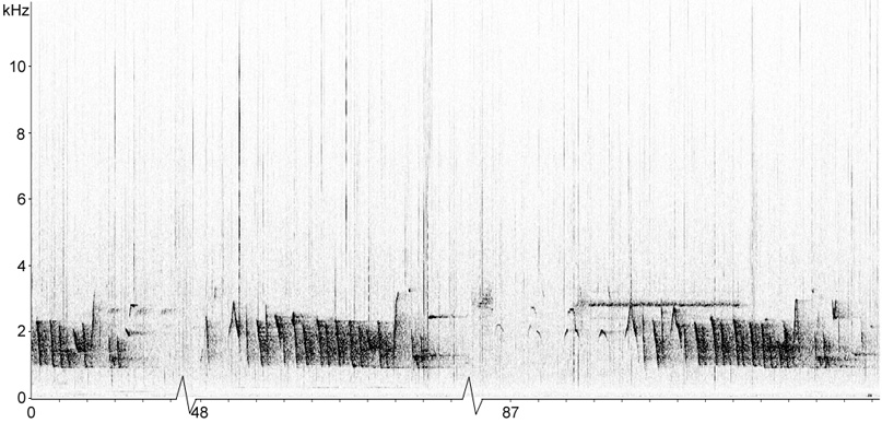 Sonogram of Silver Gull callls