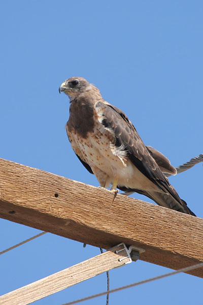 Swainson's Hawk 2006 Fraser Simpson