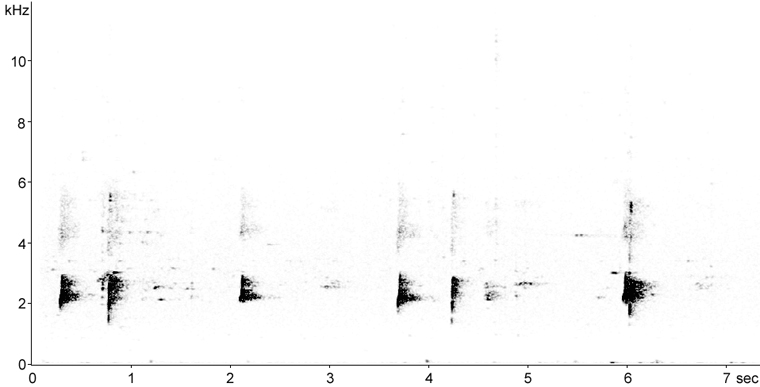 Sonogram of Swainson's Thrush call